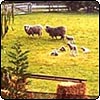 Spring Lambs