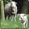  Moosey News : December 2005 