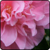 Wattle Woods Camellias