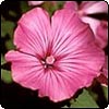 Annual Lavatera 