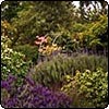 Lavender Garden & Azaleas