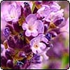 Lavender Imperial Gem