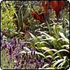 Lavender, Iris & Canna Planting