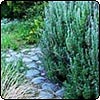 Lavender Rosemary Garden Path