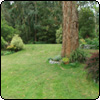 Gum Tree in the Lawn