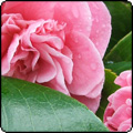 First Camellia to Flower