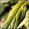 Viburnum 