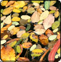  The Pond in Autumn 