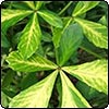 Pseudopanax