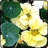  Nasturtiums 