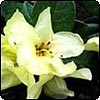 New Yellow Rhododendron