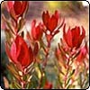 Leucadendron