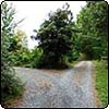  Driveway Fork  and Leylands 