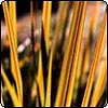 Libertia New Zealand Native