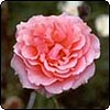 Pink Rose - Unknown No. 4