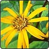 Ligularia Flowering