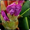  The New Rhdodendron Garden 