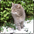 Winter Cat Pictures