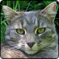 Grey Cat Lilli-Puss