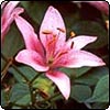Unknown Lily
