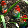  Seven Garden Gnomes 