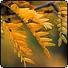  Locust Tree Thorns 