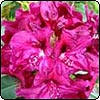 Middle Garden Rhododendrons