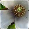 Magnolia Stellata