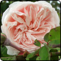 Souvenir de la Malmaison Rose