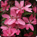 Malus - Crab-Apples