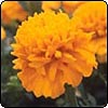  Marigolds 