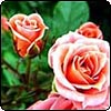 Marry Me Patio Rose