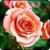 Marry Me Rose