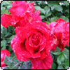  La Marseillaise Rose 