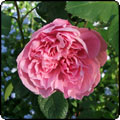 David Austin's Mary Rose