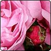  Mary Rose 
