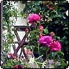 Patio Roses