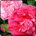 Good Rose Parenting