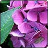 Mauve Hydrangea