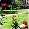  Mecklenburgh Square Roses 