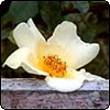 Mermaid Rose On a Garden Fence