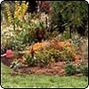  Middle Garden Plants 
