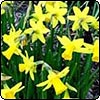  Miniature Daffodils 