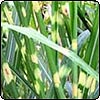  Miscanthus Zebrinus 