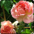 Souvenir de Madame Leonie Viennot Rose