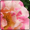 Town and Country Roses