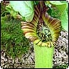Monkey Cup Pitcher Plant