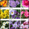 Flowers Calendar 2009
