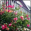 Mutabilis