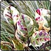  Myrtle and Carex 